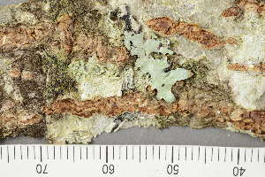  ( - TRH-L-28697)  @11 [ ] by-nc (2020) Einar Timdal Natural History Museum, University of Oslo, Norway