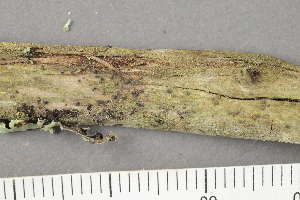  ( - TRH-L-28698)  @11 [ ] by-nc (2020) Einar Timdal Natural History Museum, University of Oslo, Norway