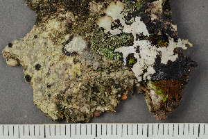  ( - TRH-L-28700)  @11 [ ] by-nc (2020) Einar Timdal Natural History Museum, University of Oslo, Norway
