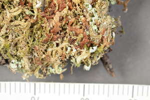  ( - TRH-L-28708)  @11 [ ] by-nc (2020) Einar Timdal Natural History Museum, University of Oslo, Norway