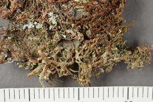  ( - TRH-L-28709)  @11 [ ] by-nc (2020) Einar Timdal Natural History Museum, University of Oslo, Norway