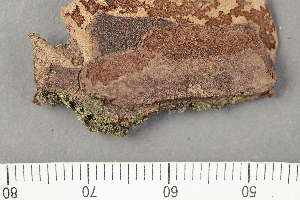  ( - TRH-L-28710)  @11 [ ] by-nc (2020) Einar Timdal Natural History Museum, University of Oslo, Norway