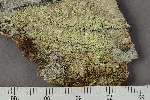  (Ropalospora viridis - TRH-L-28839)  @11 [ ] by-nc (2020) Einar Timdal Natural History Museum, University of Oslo, Norway