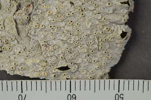  ( - TRH-L-28956)  @11 [ ] by-nc (2020) Einar Timdal Natural History Museum, University of Oslo, Norway