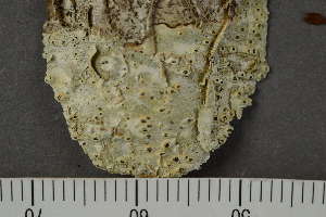  ( - TRH-L-28958)  @11 [ ] by-nc (2020) Einar Timdal Natural History Museum, University of Oslo, Norway