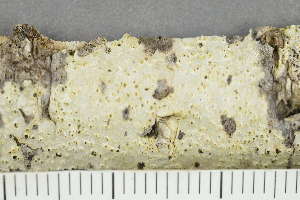  ( - TRH-L-28959)  @11 [ ] by-nc (2020) Einar Timdal Natural History Museum, University of Oslo, Norway