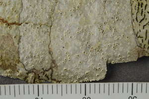  ( - TRH-L-28960)  @11 [ ] by-nc (2020) Einar Timdal Natural History Museum, University of Oslo, Norway