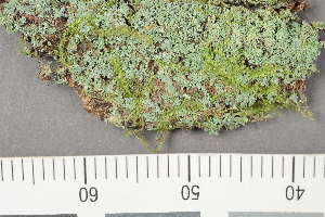  (Cladonia chlorophaea - TRH-L-28995)  @11 [ ] by-nc (2020) Einar Timdal Natural History Museum, University of Oslo, Norway