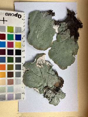  (Peltigera latiloba - TRH-L-33430)  @11 [ ] by-nc (2022) Erik J. Möller University of Oslo, Natural History Museum