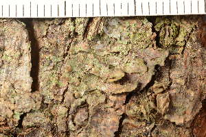  ( - TRH-L-36870)  @11 [ ] CreativeCommons - Attribution Non-Commercial (2019) Gunnhild Marthinsen University of Oslo, Natural History Museum