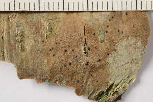  ( - TRH-L-36944)  @11 [ ] CreativeCommons - Attribution Non-Commercial (2019) Gunnhild Marthinsen University of Oslo, Natural History Museum