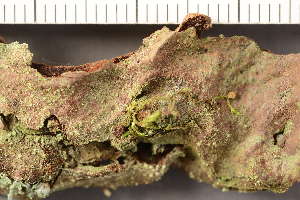  (Trapeliopsis sp - TRH-L-36980)  @11 [ ] CreativeCommons - Attribution Non-Commercial (2019) Gunnhild Marthinsen University of Oslo, Natural History Museum