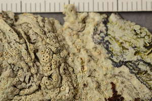  ( - TRH-L-37027)  @11 [ ] CreativeCommons - Attribution Non-Commercial (2019) Unspecified University of Oslo, Natural History Museum