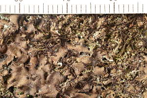 ( - TRH-L-37085)  @11 [ ] CreativeCommons - Attribution Non-Commercial (2019) Unspecified University of Oslo, Natural History Museum