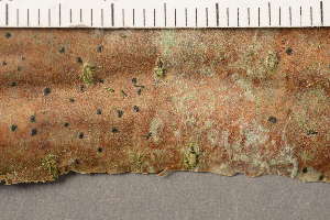  ( - TRH-L-37104)  @11 [ ] CreativeCommons - Attribution Non-Commercial (2019) Gunnhild Marthinsen University of Oslo, Natural History Museum