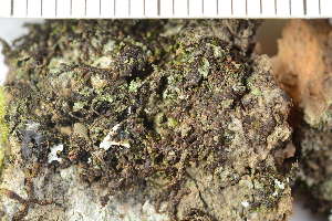  ( - TRH-L-37117)  @11 [ ] by-nc (2020) Einar Timdal Natural History Museum, University of Oslo, Norway