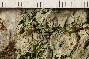  ( - TRH-L-37127)  @11 [ ] CreativeCommons - Attribution Non-Commercial (2019) Gunnhild Marthinsen University of Oslo, Natural History Museum