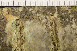  ( - TRH-L-37145)  @11 [ ] CreativeCommons - Attribution Non-Commercial (2019) Gunnhild Marthinsen University of Oslo, Natural History Museum