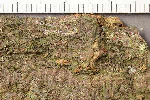  ( - TRH-L-37182)  @11 [ ] CreativeCommons - Attribution Non-Commercial (2019) Gunnhild Marthinsen University of Oslo, Natural History Museum