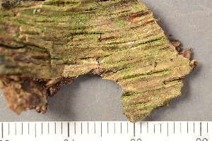  ( - TRH-L-37217)  @11 [ ] CreativeCommons - Attribution Non-Commercial (2019) Unspecified University of Oslo, Natural History Museum
