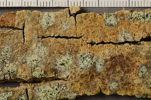  ( - TRH-L-37238)  @11 [ ] CreativeCommons - Attribution Non-Commercial (2019) Einar Timdal University of Oslo, Natural History Museum