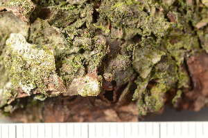  ( - TRH-L-37255)  @11 [ ] CreativeCommons - Attribution Non-Commercial (2019) Gunnhild Marthinsen University of Oslo, Natural History Museum