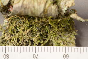  ( - TRH-L-37256)  @11 [ ] CreativeCommons - Attribution Non-Commercial (2019) Gunnhild Marthinsen University of Oslo, Natural History Museum