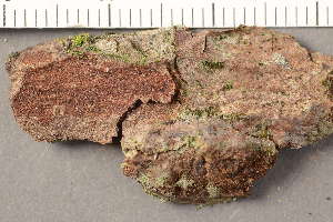  ( - TRH-L-37264)  @11 [ ] CreativeCommons - Attribution Non-Commercial (2019) Gunnhild Marthinsen University of Oslo, Natural History Museum