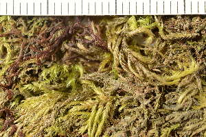  ( - TRH-L-37272)  @11 [ ] CreativeCommons - Attribution Non-Commercial (2019) Gunnhild Marthinsen University of Oslo, Natural History Museum