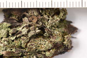  ( - TRH-L-37286)  @11 [ ] CreativeCommons - Attribution Non-Commercial (2019) Gunnhild Marthinsen University of Oslo, Natural History Museum