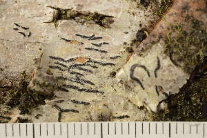  ( - TRH-L-37287)  @11 [ ] CreativeCommons - Attribution Non-Commercial (2019) Unspecified University of Oslo, Natural History Museum