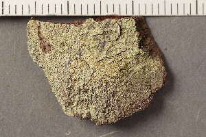  ( - TRH-L-37292)  @11 [ ] CreativeCommons - Attribution Non-Commercial (2019) Gunnhild Marthinsen University of Oslo, Natural History Museum