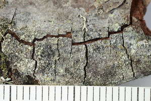  ( - TRH-L-37293)  @11 [ ] by-nc (2020) Einar Timdal Natural History Museum, University of Oslo, Norway