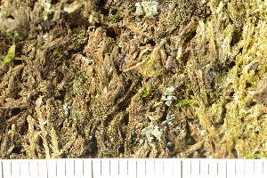  ( - TRH-L-37317)  @11 [ ] CreativeCommons - Attribution Non-Commercial (2019) Gunnhild Marthinsen University of Oslo, Natural History Museum