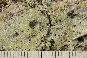 ( - TRH-L-37325)  @11 [ ] CreativeCommons - Attribution Non-Commercial (2019) Gunnhild Marthinsen University of Oslo, Natural History Museum