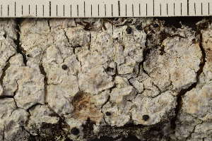  ( - TRH-L-37353)  @11 [ ] CreativeCommons - Attribution Non-Commercial (2019) Gunnhild Marthinsen University of Oslo, Natural History Museum