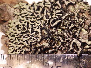  ( - TRH-L-18515)  @11 [ ] CreativeCommons - Attribution Non-Commercial (2019) Mika Bendiksby University of Oslo, Natural History Museum