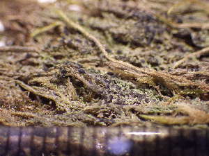  ( - TRH-L-MB18-130)  @11 [ ] CreativeCommons - Attribution Non-Commercial (2019) Mika Bendiksby University of Oslo, Natural History Museum