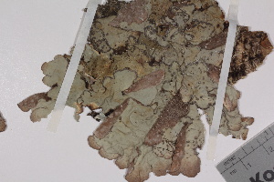  (Lobaria scrobiculata - TROM_L_50935)  @11 [ ] CreativeCommons - Attribution Non-Commercial Share-Alike (2017) Unspecified Tromsø University Museum