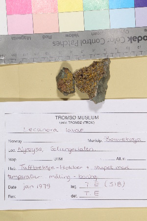  (Lecanora lavae - TROM_L_920206)  @11 [ ] CreativeCommons - Attribution Non-Commercial Share-Alike (2016) Unspecified Tromsø University Museum