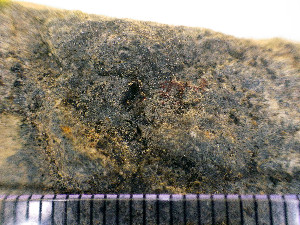  (Atla sp. JP03 - H-WG2_2154)  @11 [ ] CreativeCommons - Attribution Non-Commercial (2016) Mika Bendiksby University of Oslo, Natural History Museum