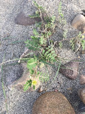  (Tribulus terrestris - BUITEMS-FKB-24)  @11 [ ] Unspecified (default): All Rights Reserved (2019) Razia Kanwal BUITEMS