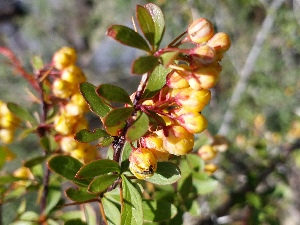  (Berberis baluchistanica - BUITEMS-SHIN-107)  @11 [ ] Unspecified (default): All Rights Reserved (2019) Saima Masood BUITEMS