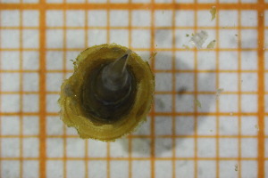  ( - OAT1FD5_Gas.MORPH-2_1)  @11 [ ] by-nc-nd (2023) Klaudyna Królikowska University of Lodz, Faculty of Biology and Environmental Protection