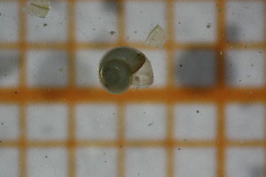  ( - OSB2EDR_Gas.MORPH-2_4)  @11 [ ] by-nc-nd (2023) Klaudyna Królikowska University of Lodz, Faculty of Biology and Environmental Protection
