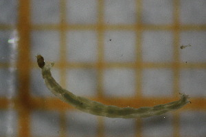  ( - OSB2JDR_Dip.MORPH-3_1)  @11 [ ] by-nc-nd (2023) Klaudyna Królikowska University of Lodz, Faculty of Biology and Environmental Protection