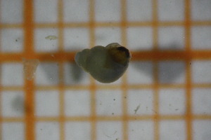  ( - OSB2JDR_Gas.MORPH-3_2)  @11 [ ] by-nc-nd (2023) Klaudyna Królikowska University of Lodz, Faculty of Biology and Environmental Protection