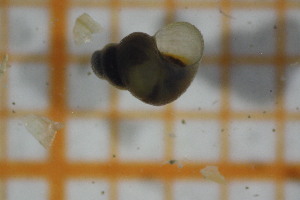  ( - OSB2JDR_Gas.MORPH-4_1)  @11 [ ] by-nc-nd (2023) Klaudyna Królikowska University of Lodz, Faculty of Biology and Environmental Protection