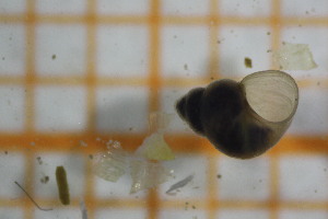  ( - OSB2JDR_Gas.MORPH-4_2)  @11 [ ] by-nc-nd (2023) Klaudyna Królikowska University of Lodz, Faculty of Biology and Environmental Protection