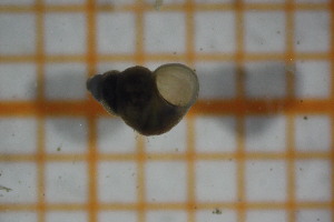  ( - OSB2JDR_Gas.MORPH-4_3)  @11 [ ] by-nc-nd (2023) Klaudyna Królikowska University of Lodz, Faculty of Biology and Environmental Protection
